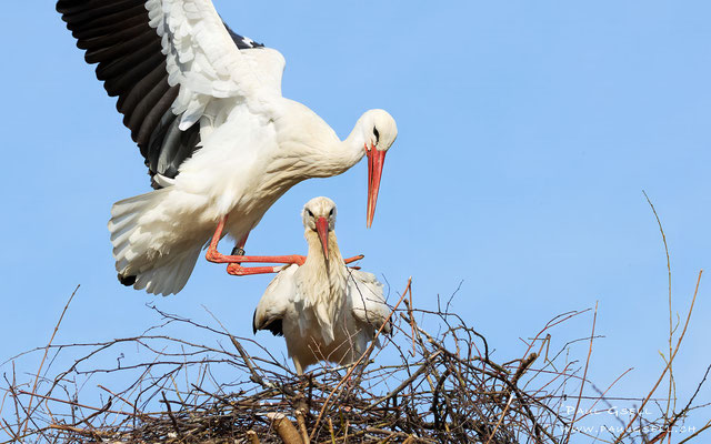Weißstörche - White Storks - #7285