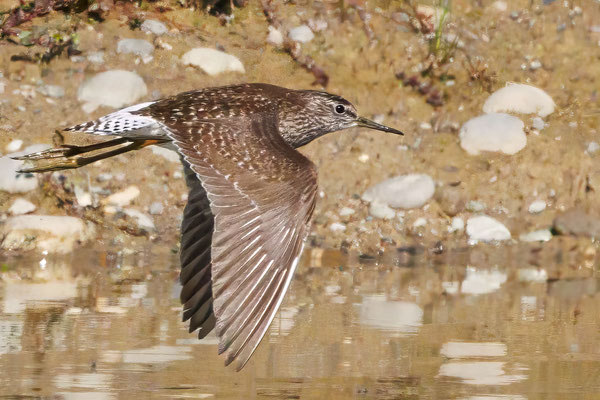 Bruchwasserläufer - Wood Sandpiper - 2661