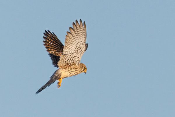 Turmfalke - Kestrel - #7487
