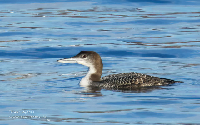 Eistaucher - Great Northern Loon - #9305