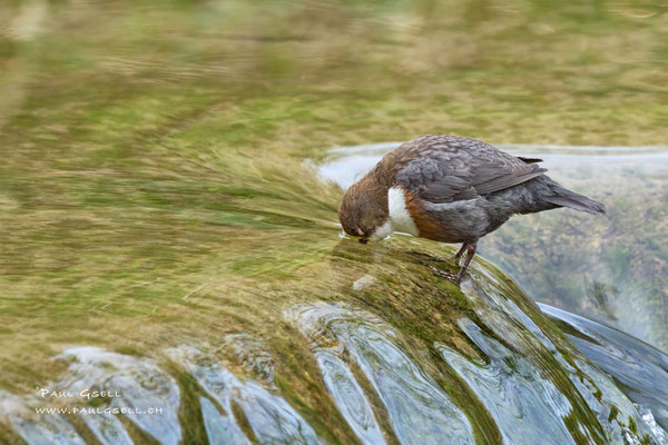 Wasseramsel - White Throated Dipper - #8881