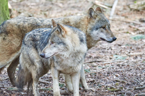 Wölfe (Canis lupus) im Tierpark Langenberg bei Zürich - #6626