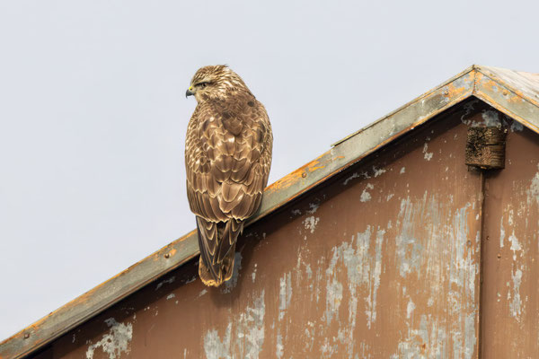 Mäusebussard - Common Buzzard - #2139