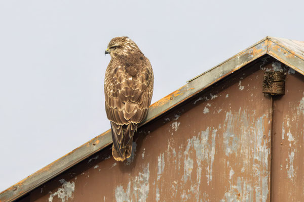 Mäusebussard - Common Buzzard - #2139