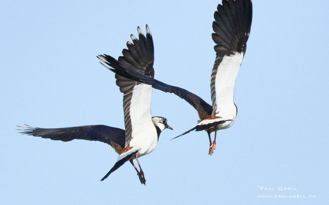 Kiebitze - Lapwings - #9426
