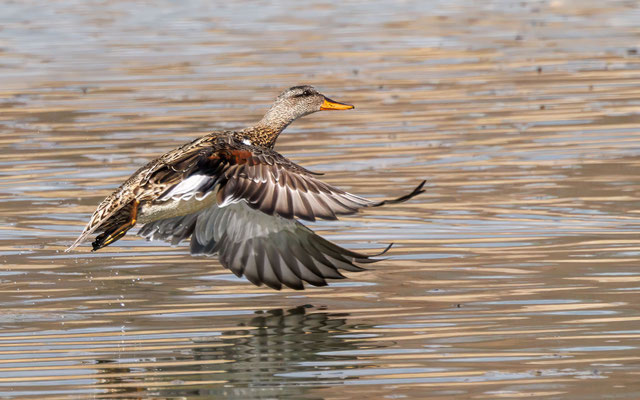 Schnatterente - Gadwall - #1229