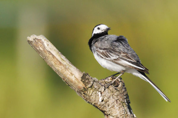 Bachstelze - White Wagtail - #9849