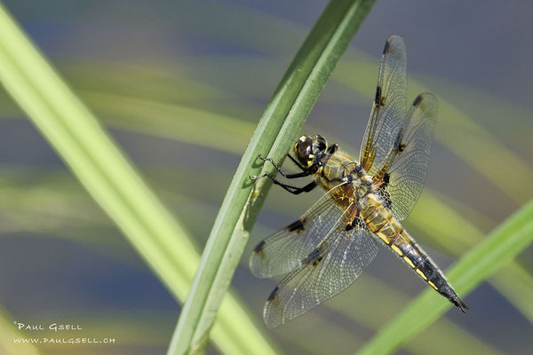 Vierfleck Libelle - Four-spotted Chaser - #2041