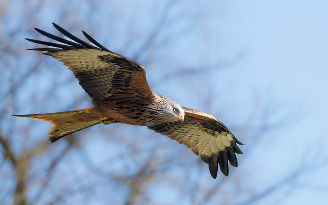 Rotmilan - Red Kite - #0781