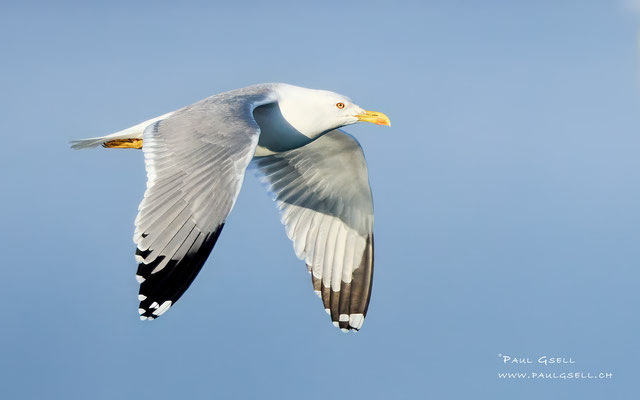 Mittelmeermöwe - Yellow-legged Gull - #7661