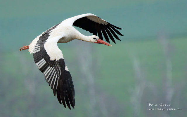 Weißstorch - White Stork - #6775
