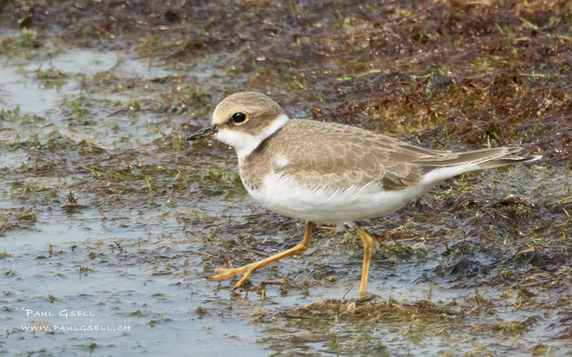 Flussregenpfeifer - Little Ringed Plover - #0115