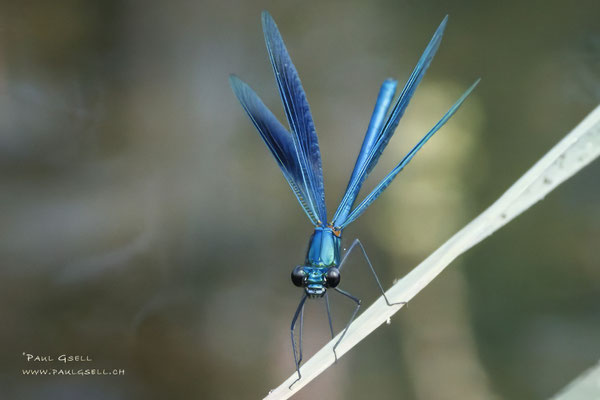 Blauflügel-Prachtlibelle - Beautiful Demoiselle - #5458