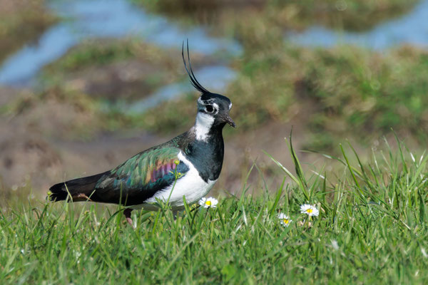 Kiebitz - Lapwing - #4340
