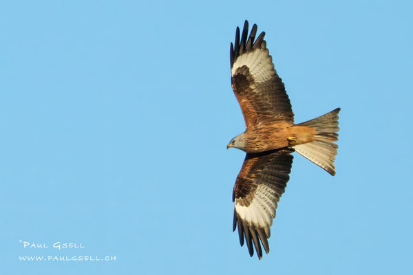 Rotmilan - Red Kite - #0630