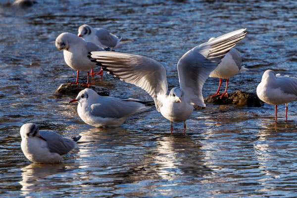 Lachmöwen - Black-headed Gulls - #7079