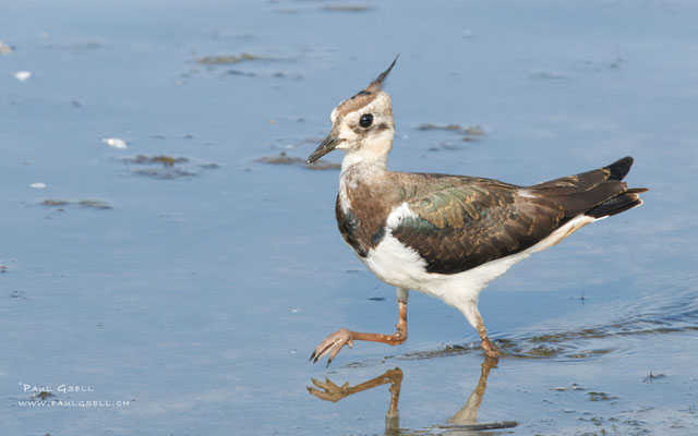 Kiebitz - Lapwing - #9884