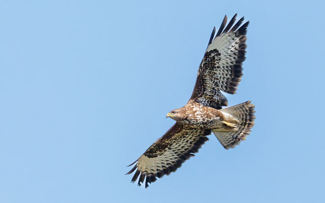 Mäusebussard - Buzzard - #4545