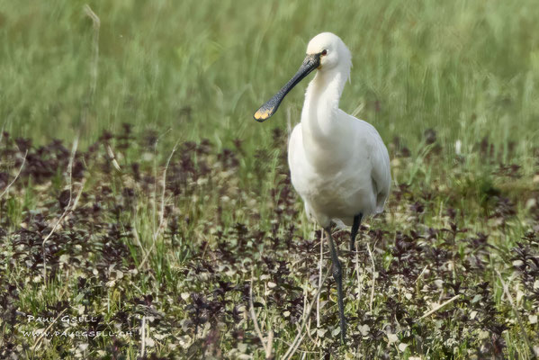 Löffler - Eurasian Spoonbill - #1035