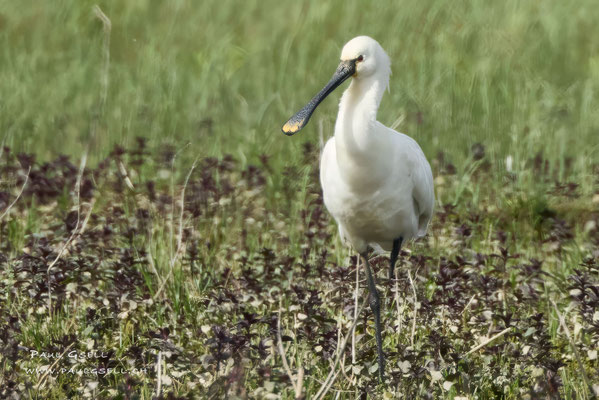 Löffler - Eurasian Spoonbill - #1035