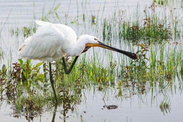 Löffler - Eurasian Spoonbill - #7205