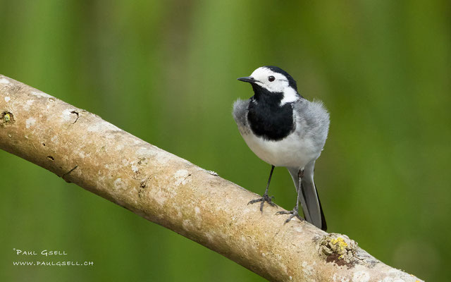 Bachstelze - White Wagtail - #0575