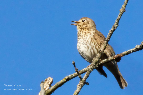 Singdrossel - Song Thrush - #5020