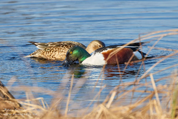 Löffelenten Pärchen - Northern Shoveler Couple - #3227
