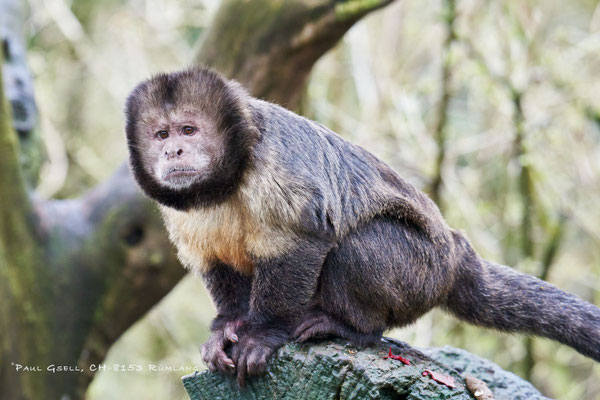 Gelbbrust-Kapuzineraffe (Cebus Xanthosternos) im Zoo Zürich - #6324