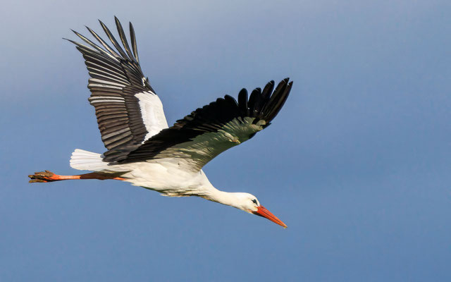 Weißstorch - White Stork - #7834