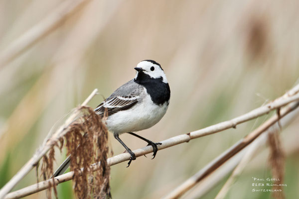 Bachstelze - White Wagtail - #2144