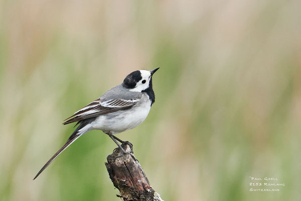Bachstelze - White Wagtail - #2108