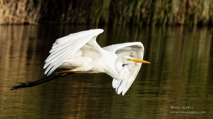 Silberreiher - Great White Egret - #5679
