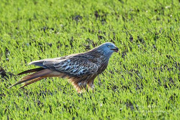 Rotmilan - Red Kite - #0075