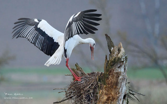 Weißstorch - White Stork - #6875