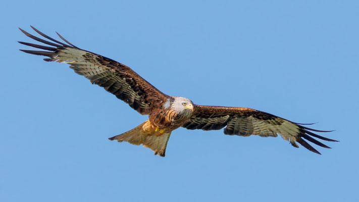 Rotmilan - Red Kite - #1204