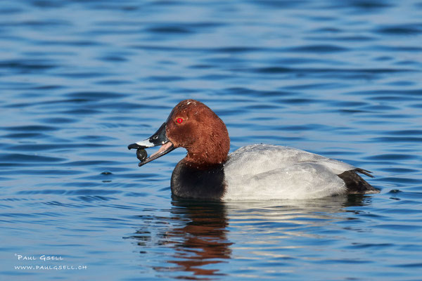 Tafelente Männchen - Common Pochard Male - #0199