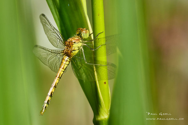 Grosse Heidelibelle - Large Heath - #2084