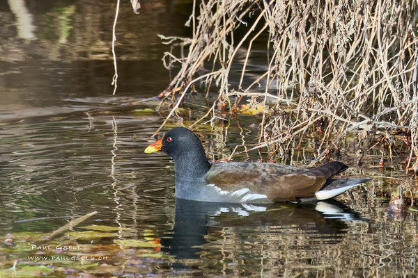 Teichhuhn - Moorhen - #0269