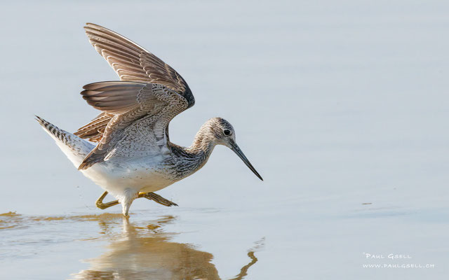 Grünschenkel - Greenshank - #9707