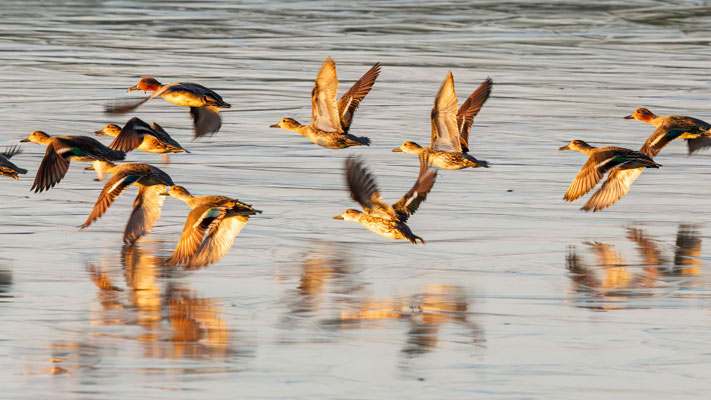 Krickenten im Abendlicht - Teals in the evening light - #0951