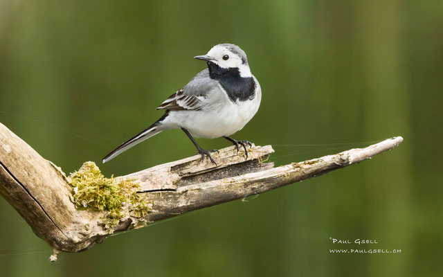 Bachstelze - White Wagtail - #0580