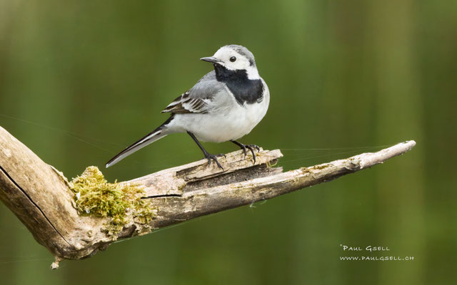 Bachstelze - White Wagtail - #0580