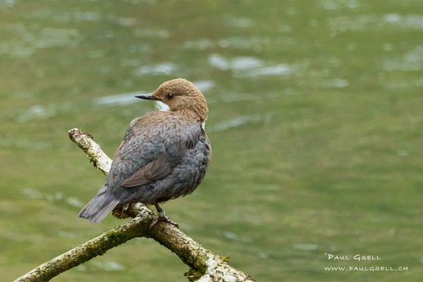 Wasseramsel - White Throated Dipper - #003