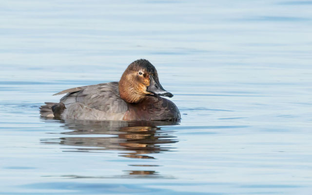 Tafelente Weibchen - Common Pochard Female - #3621