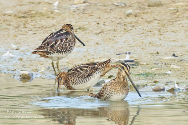 Bekassinen - Common Snipes - #1669