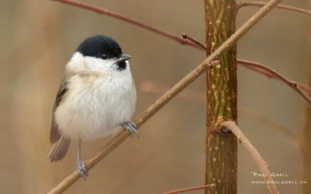Sumpfmeise - Marsh Tit - #9977