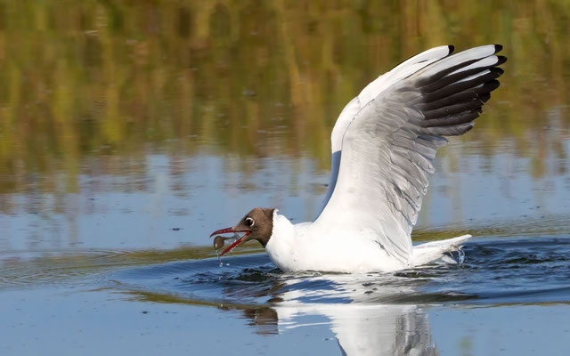 Lachmöwe - Black-headed Gull - #0630