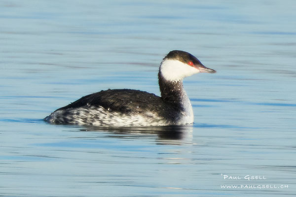 Ohrentaucher - Horned (Slovanian) Grebe - #1648