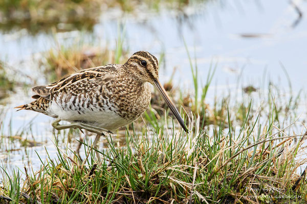 Bekassine - Common Snipe - #7353